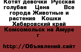 Котят девочки “Русская голубая“ › Цена ­ 0 - Все города Животные и растения » Кошки   . Хабаровский край,Комсомольск-на-Амуре г.